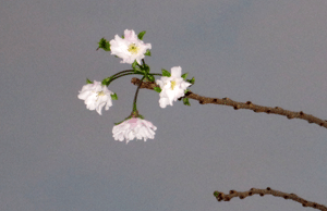 桜の狂い咲き.gif