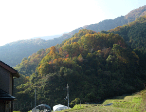 紅葉が始まる日本の山.gif